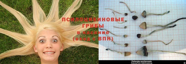 мяу мяу мука Белокуриха